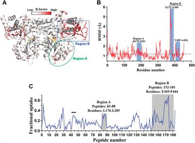 Rational design of enzyme activity and enantioselectivity